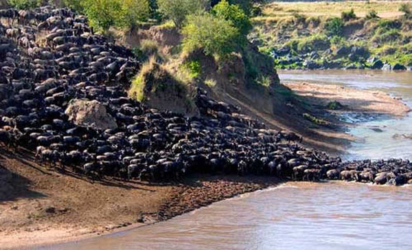 Wildebeest Migration In Serengeti  